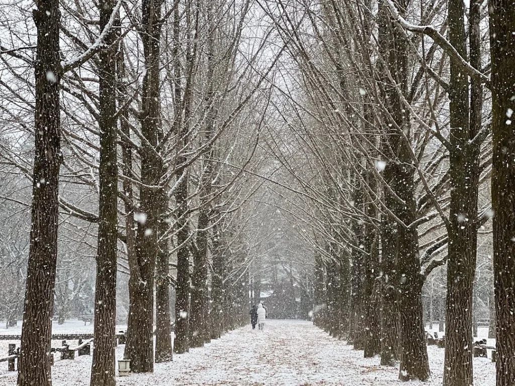 Nami Island, Korea Selatan